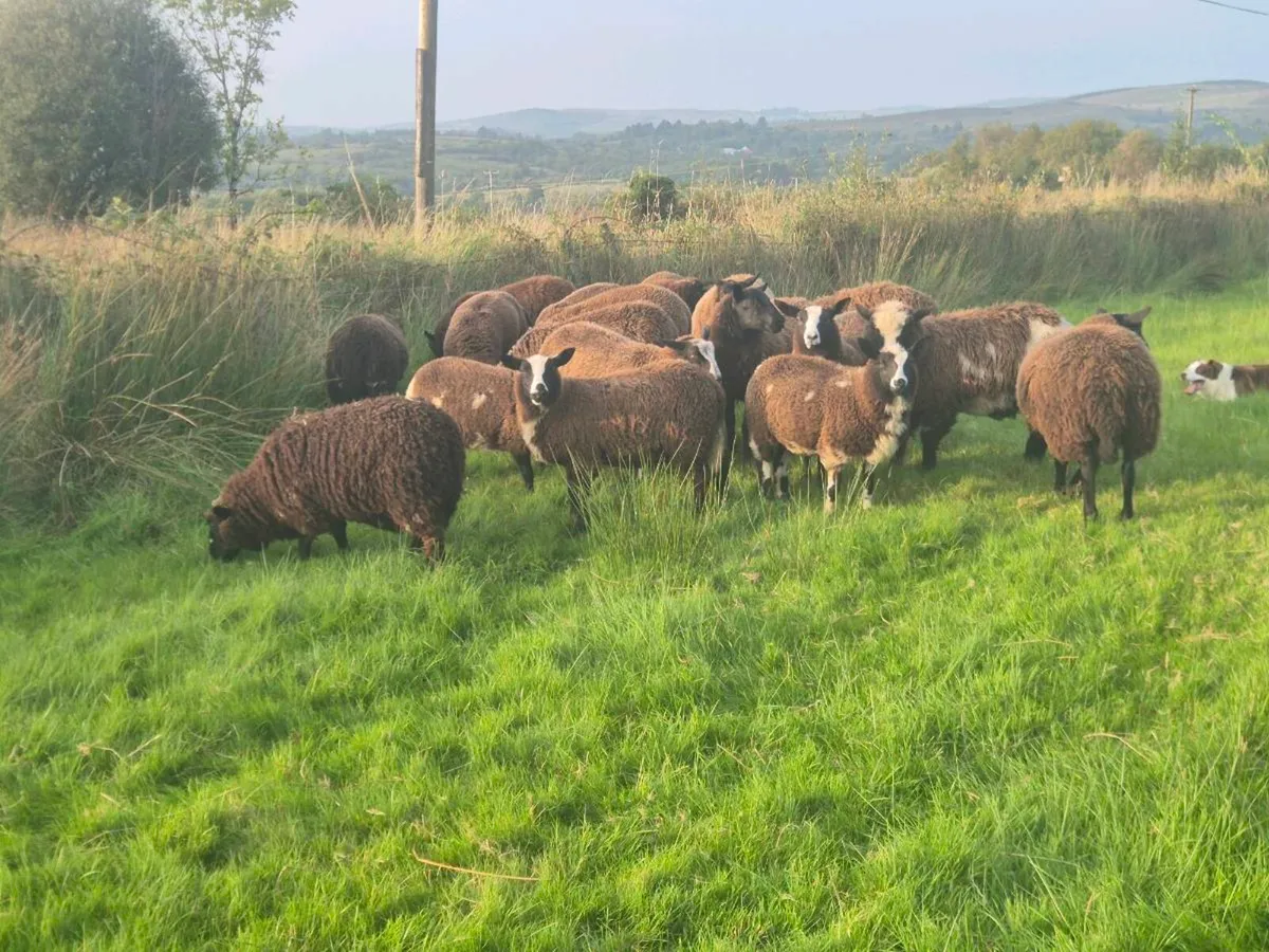 Dutch Spotted X Ewe lambs - Image 3