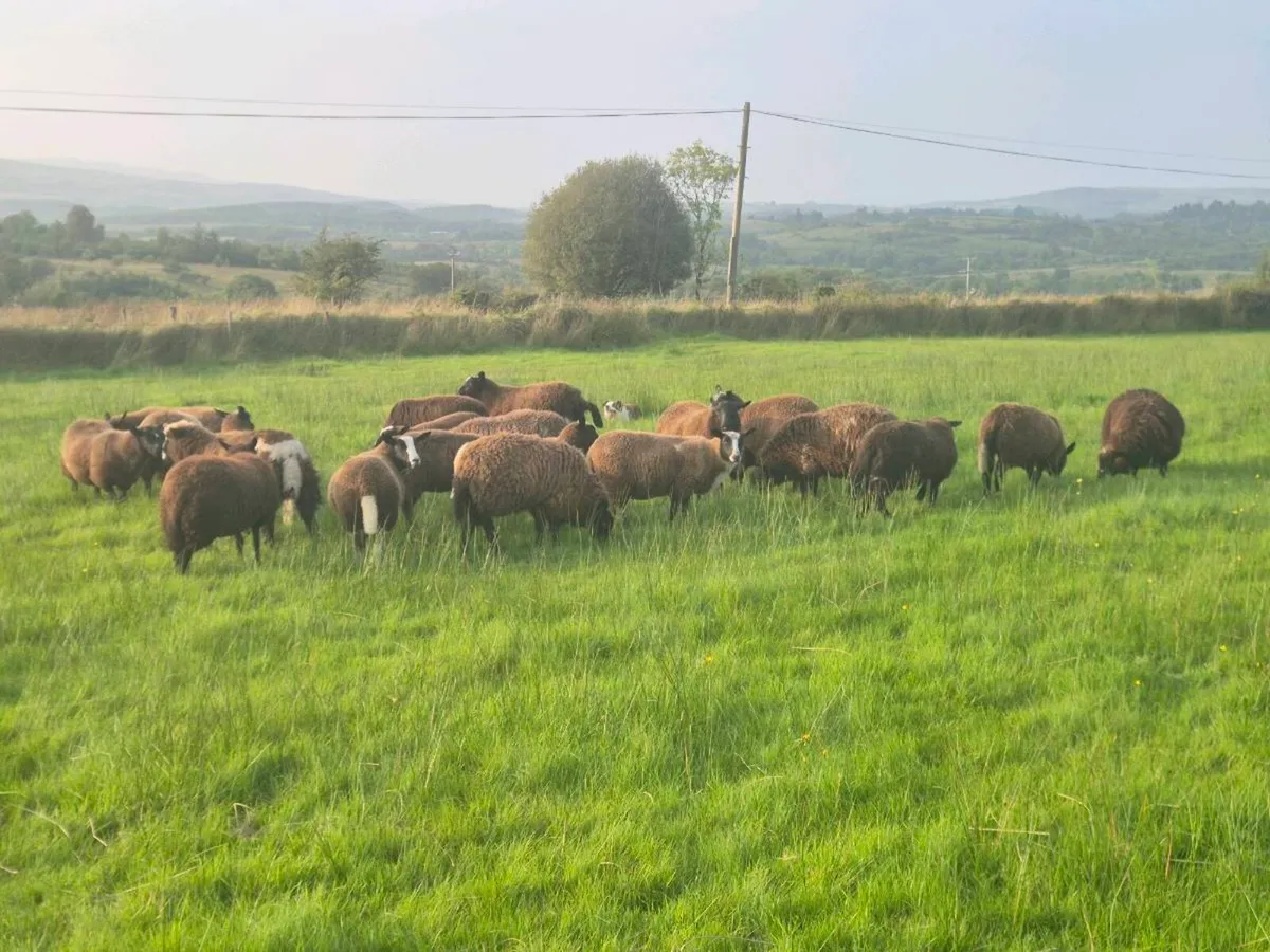 Dutch Spotted X Ewe lambs - Image 2