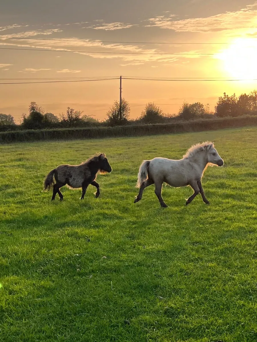 Falabella filly foals - Image 1