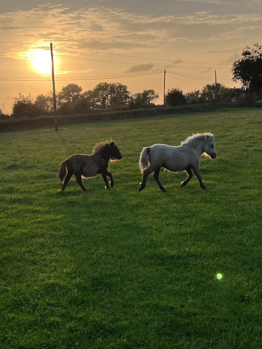 Falabella filly foals - Image 2