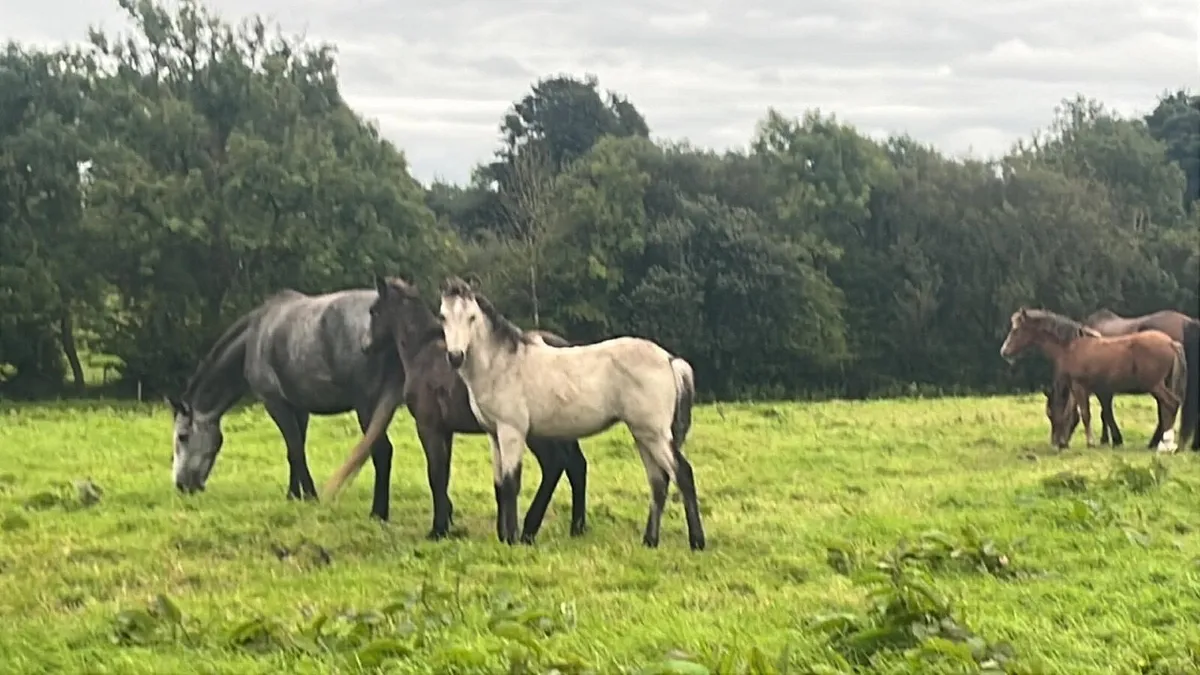 Connemara Foals - Image 1