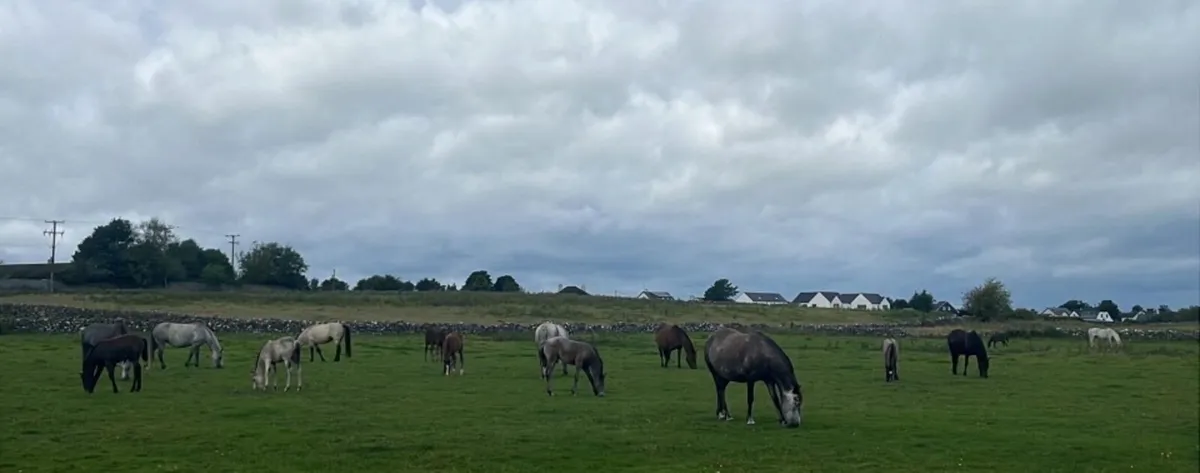 Connemara Foals - Image 3