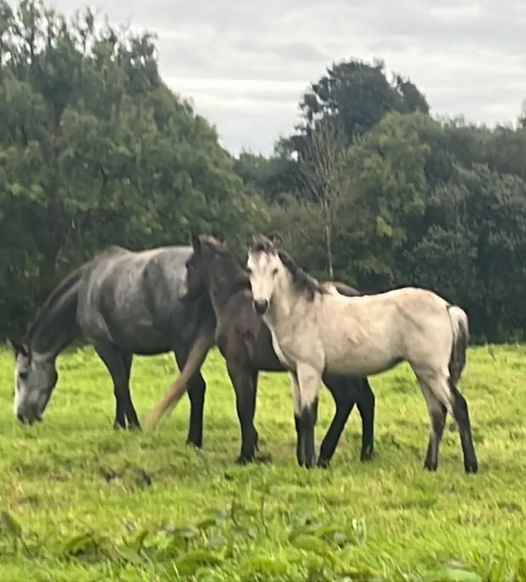 Connemara Foals - Image 4