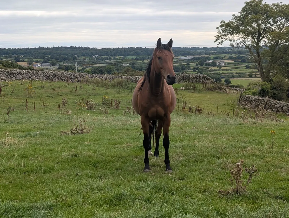 Broodmares  foals And Youngstock For Sale - Image 4