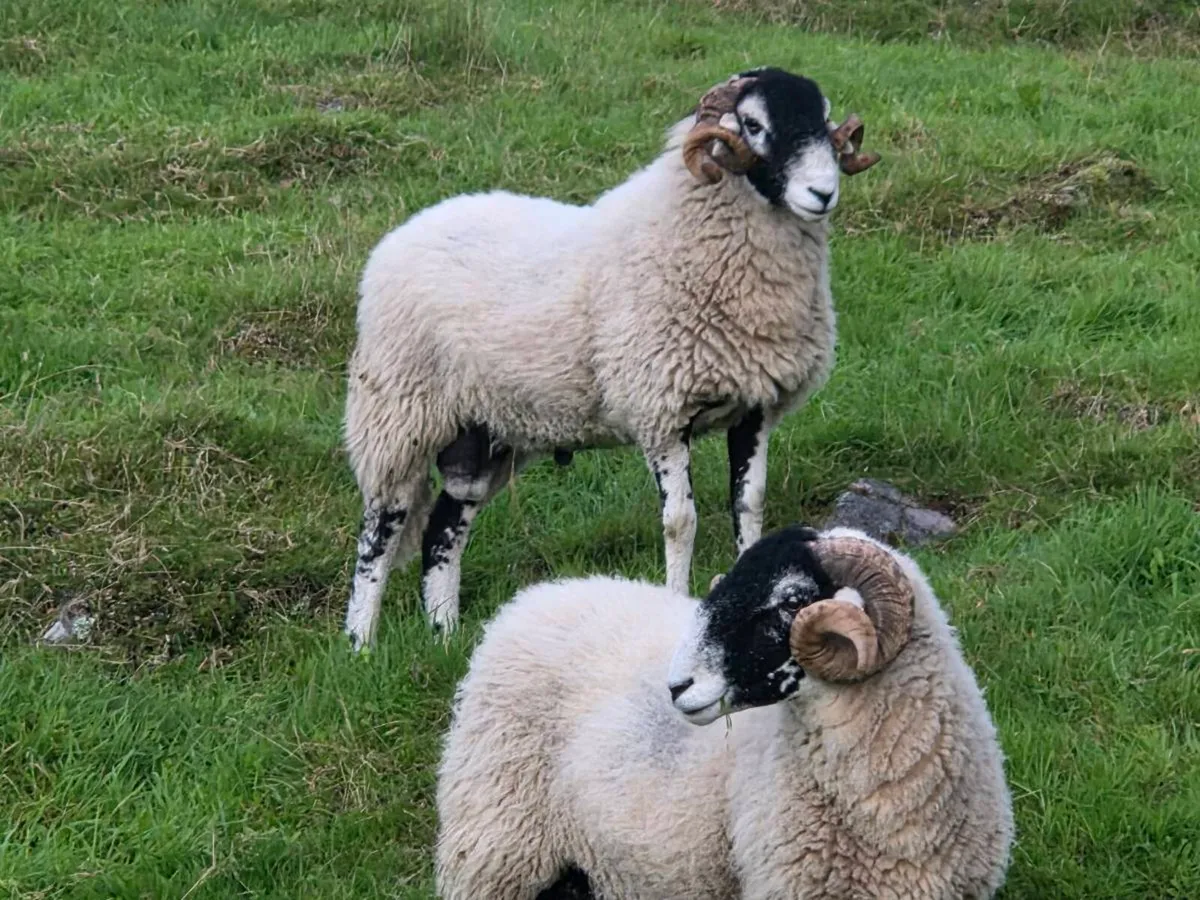 Swale hogget rams - Image 1
