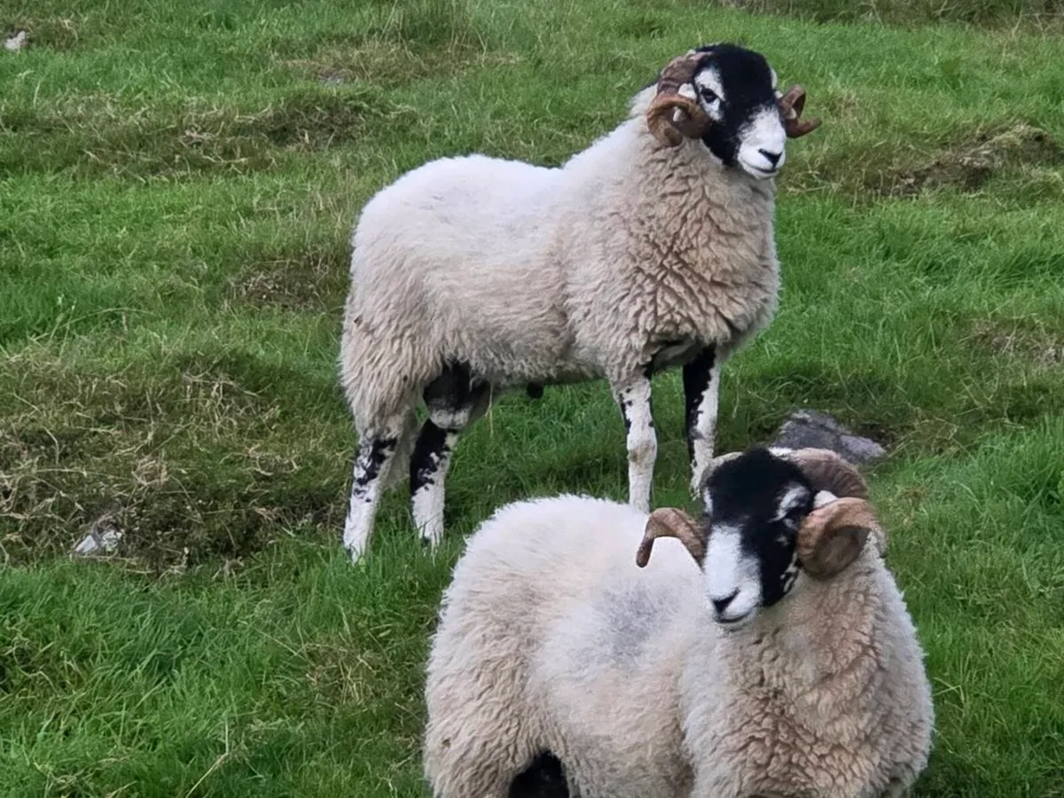 Swale hogget rams - Image 2