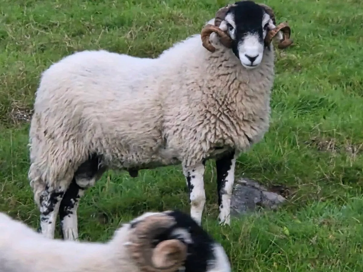 Swale hogget rams - Image 3