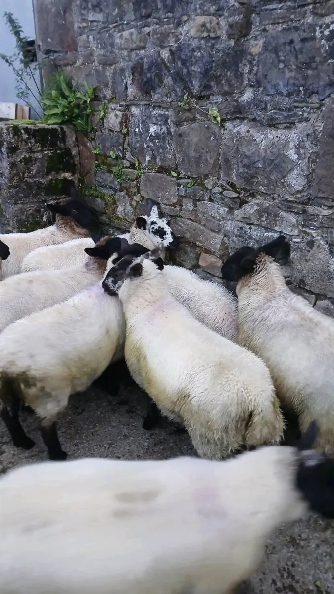 Organic store lambs - Image 3