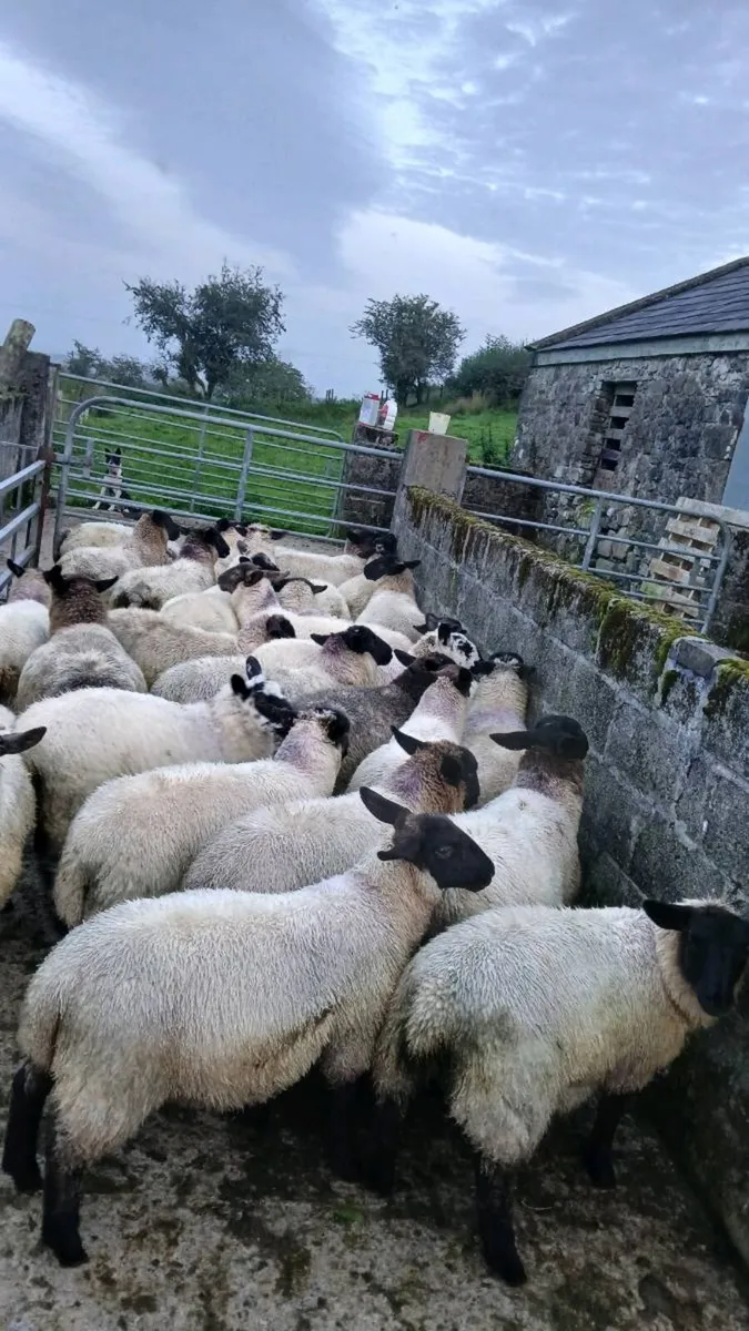 Organic store lambs - Image 1