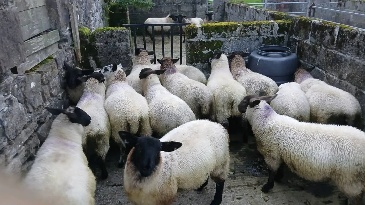 Organic store lambs - Image 2