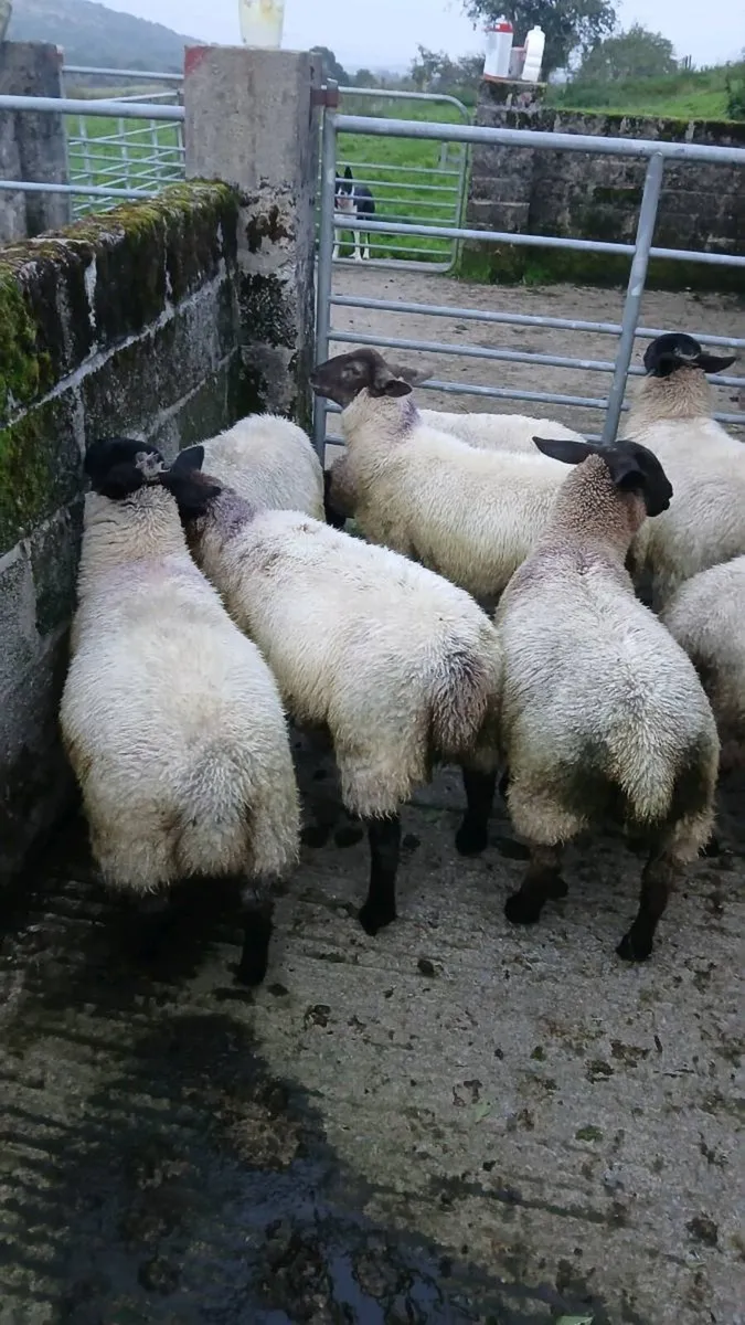 Organic store lambs - Image 4