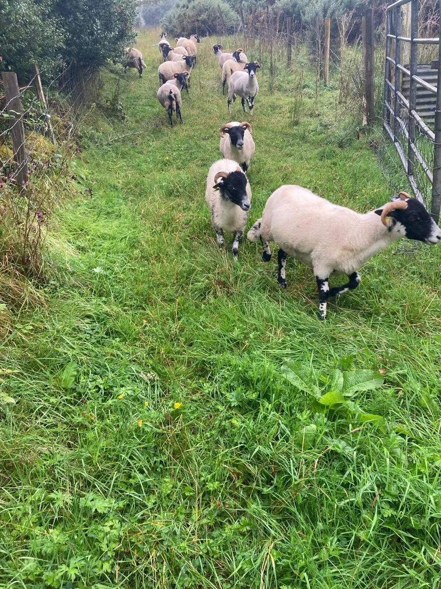 7 hogget ewes - Image 4