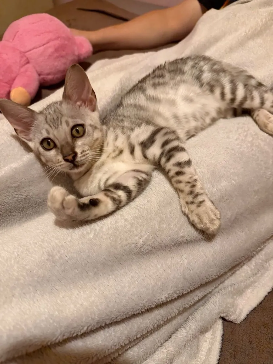 Kitten - Image 2