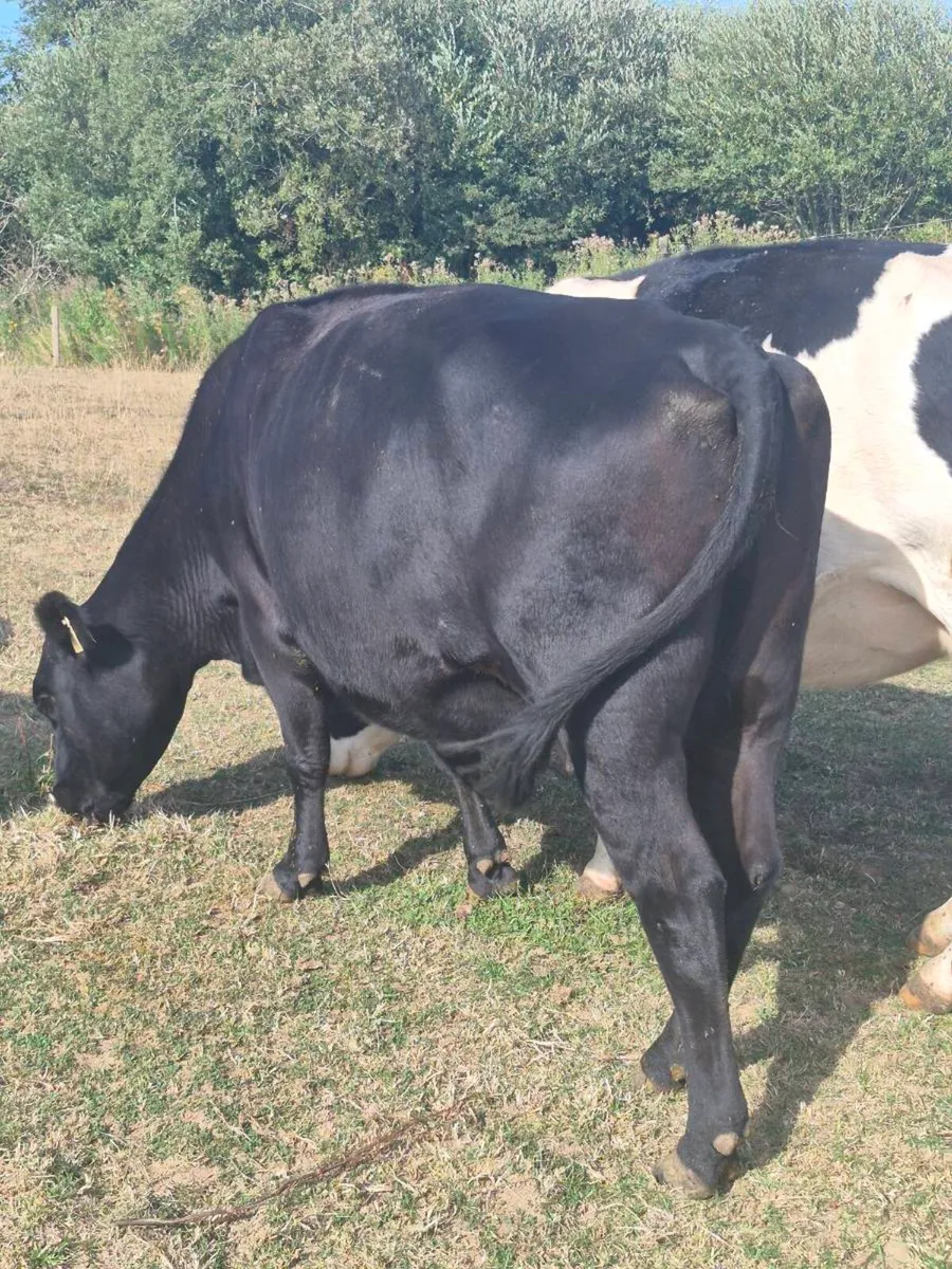 Cows Calving in march, - Image 1