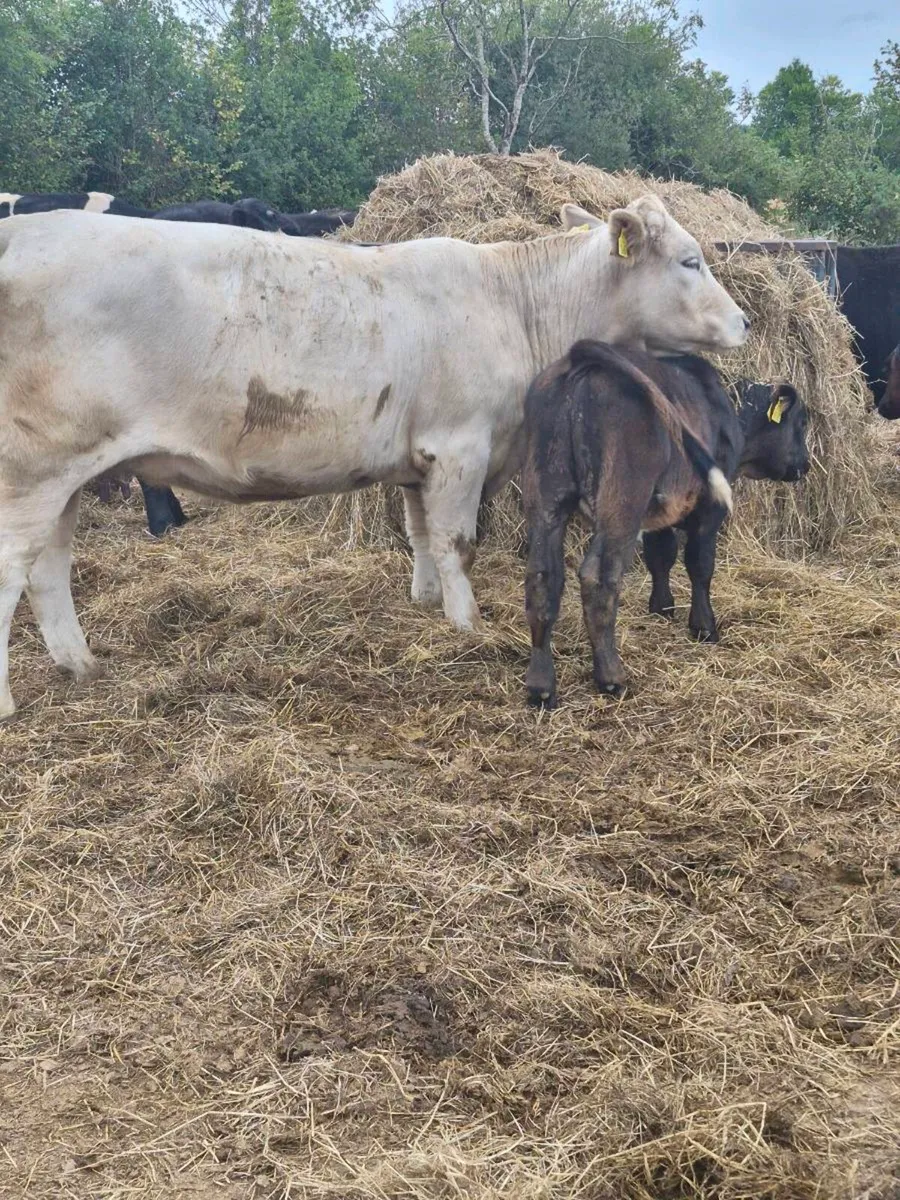 Cows Calving in march, - Image 2
