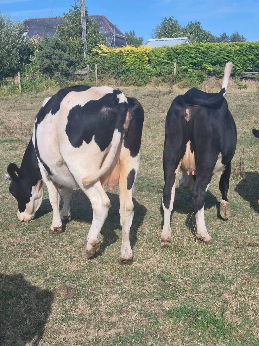 Cows Calving in march, - Image 3