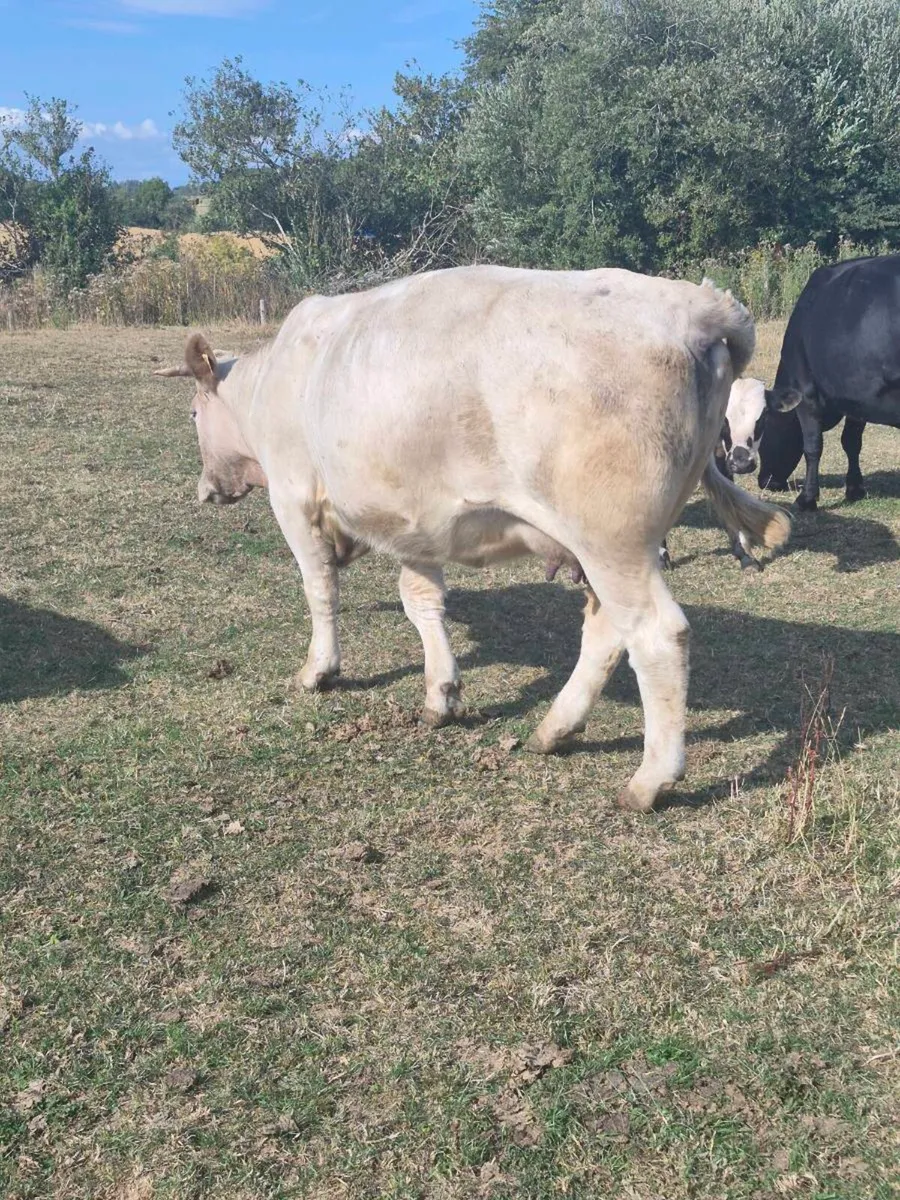 Cows Calving in march, - Image 4