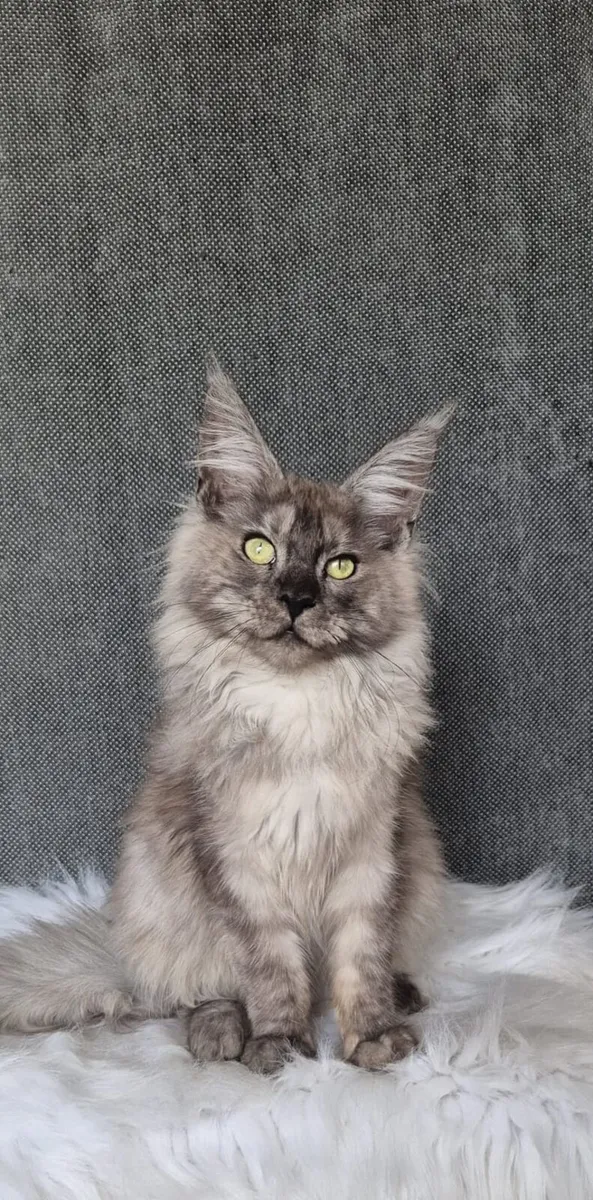 Maine Coon kittens - Image 1