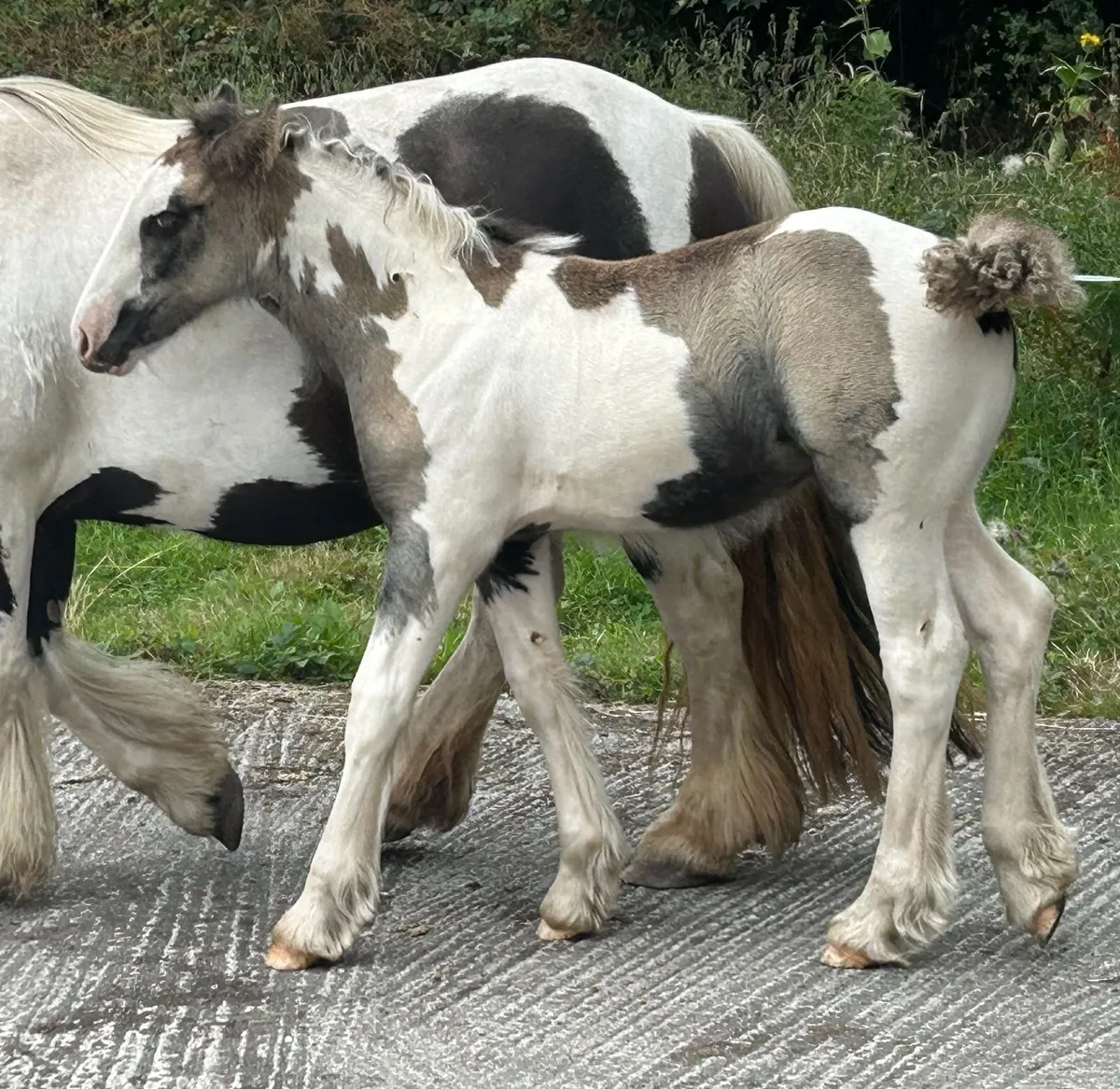 Traditional Irish Cob filly foals - Image 1