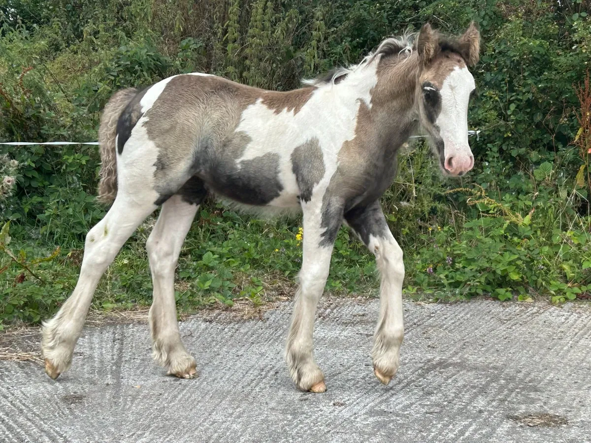 Traditional Irish Cob filly foals - Image 2