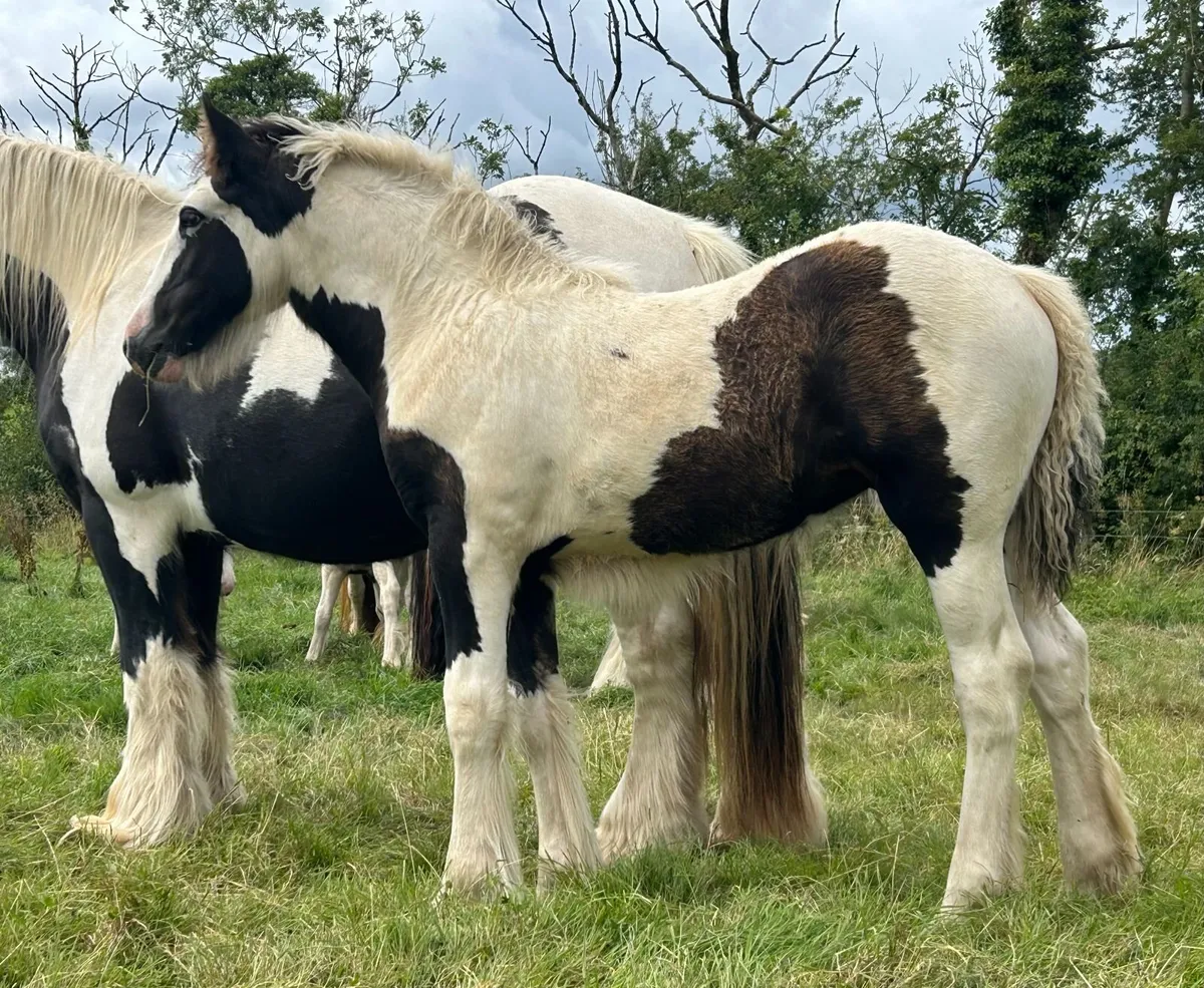 Traditional Irish Cob filly foals - Image 3