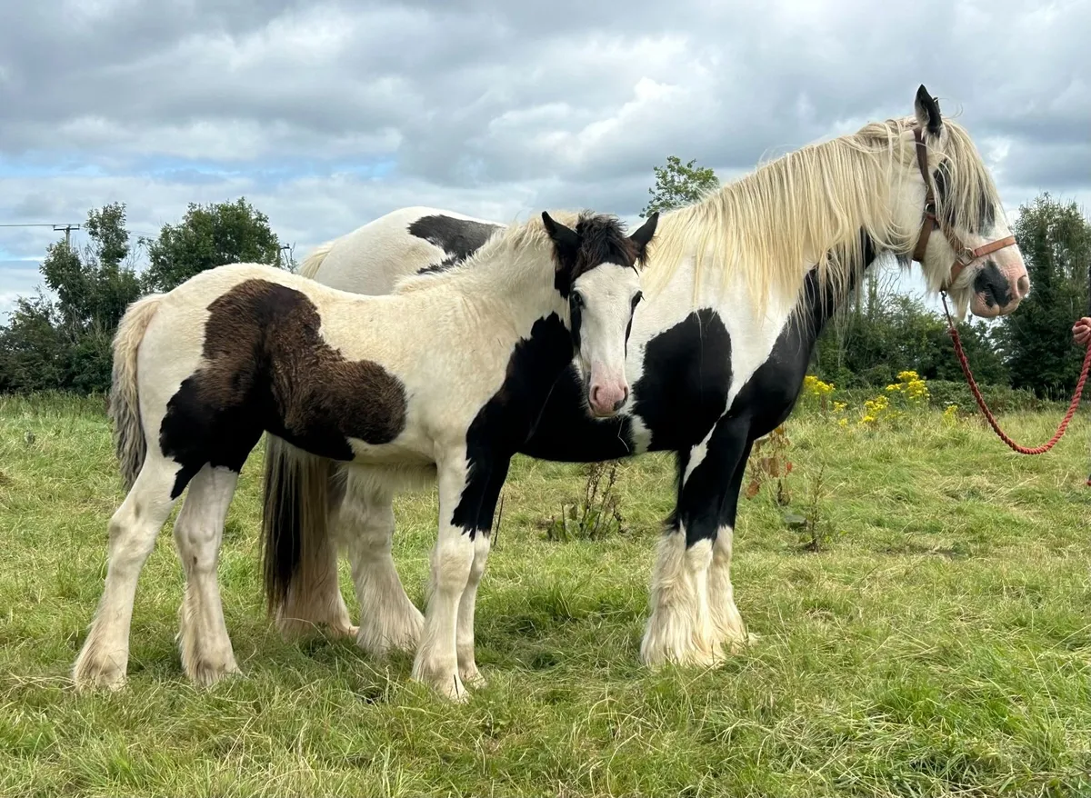 Traditional Irish Cob filly foals - Image 4