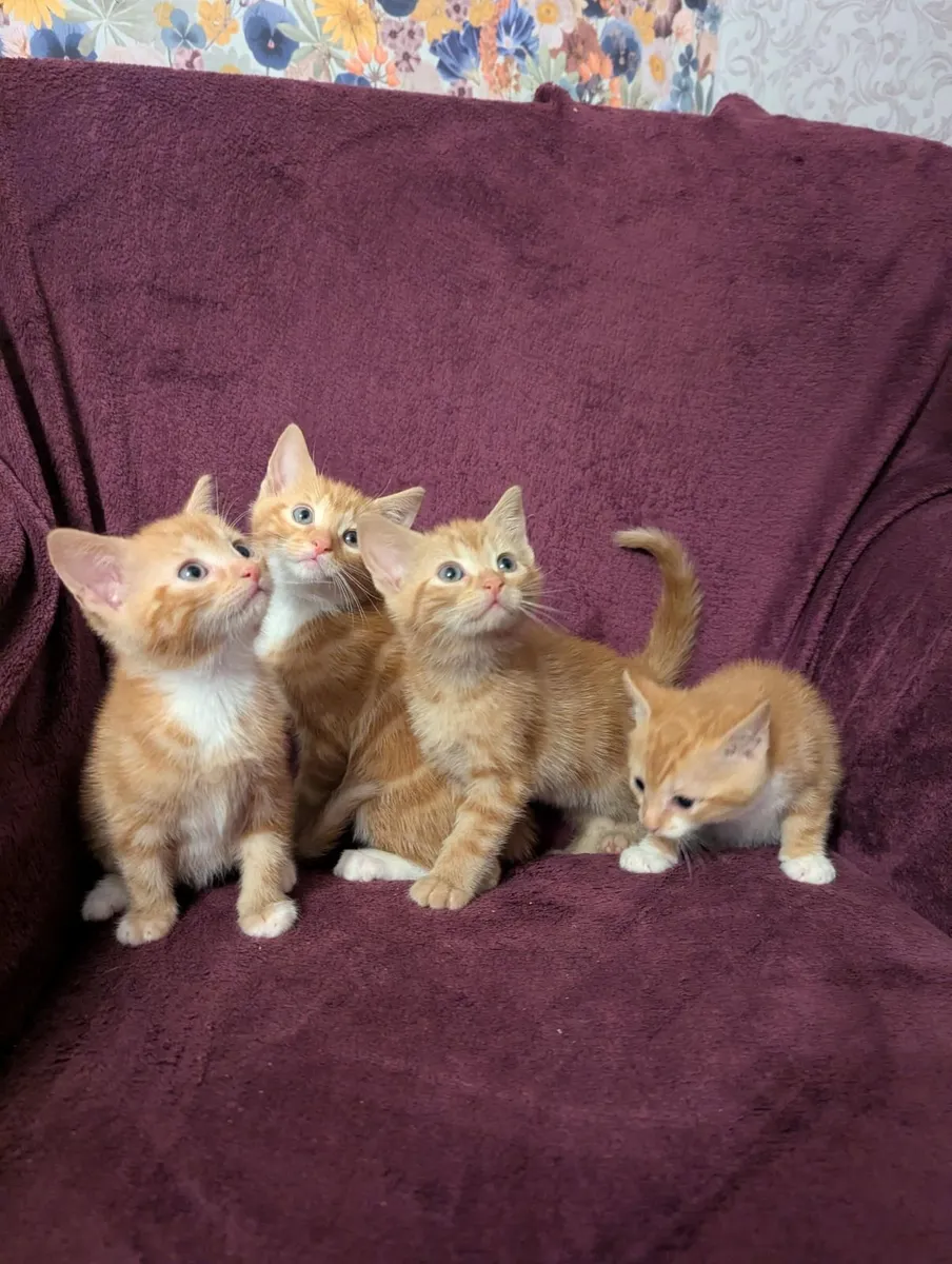 Ginger Kittens
