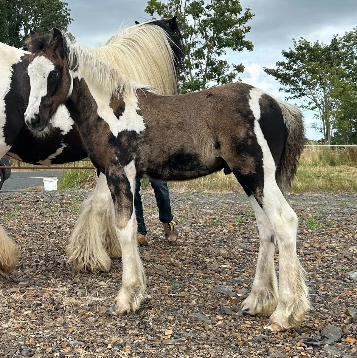 Traditional Registered Irish Cob colt foals - Image 2