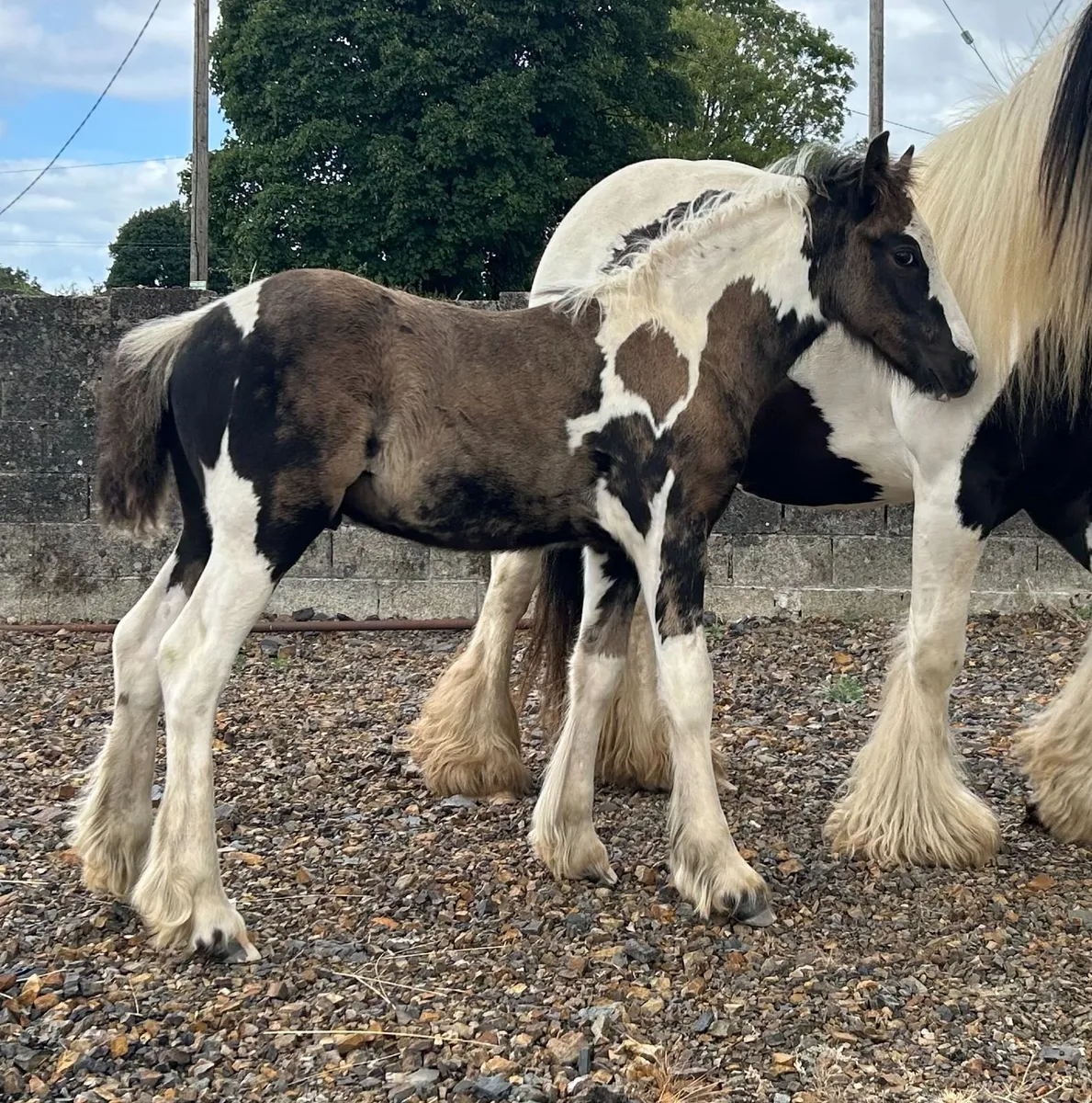 Traditional Registered Irish Cob colt foals - Image 1