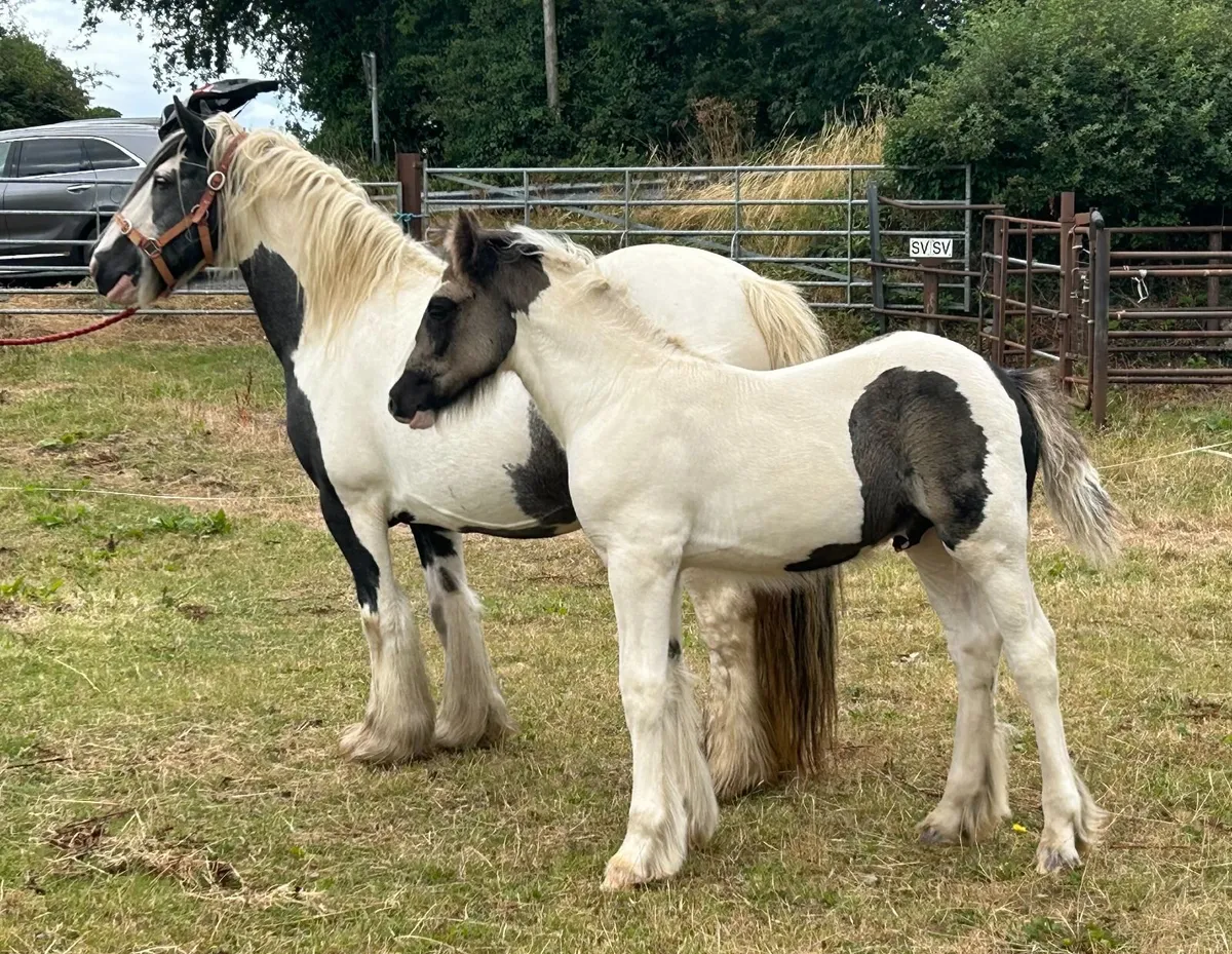 Traditional Registered Irish Cob colt foals - Image 3