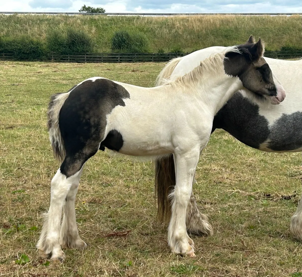 Traditional Registered Irish Cob colt foals - Image 4