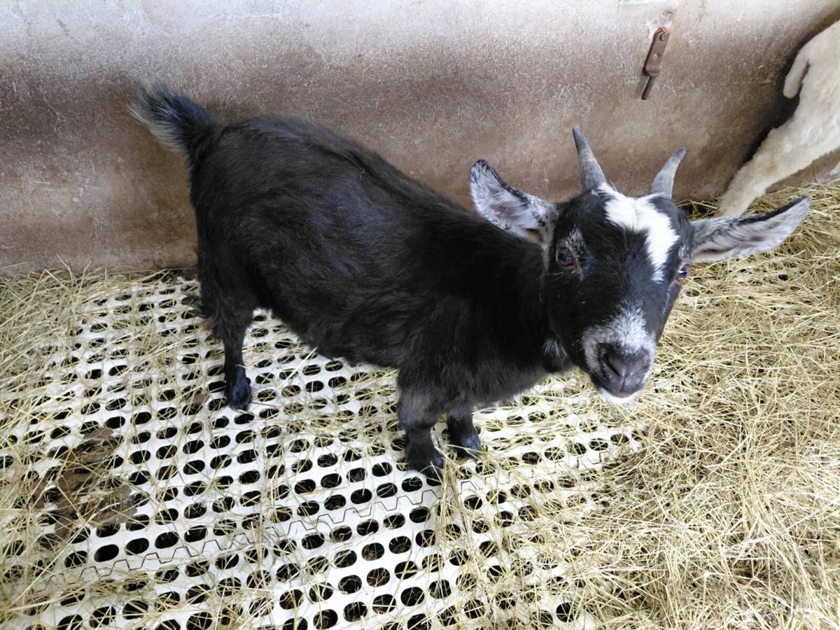 Angora x Pygmy - Image 2