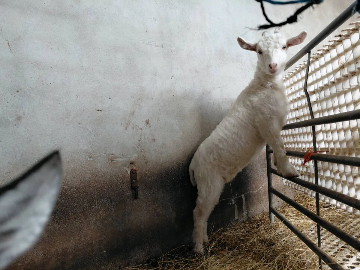 Angora x Pygmy - Image 3