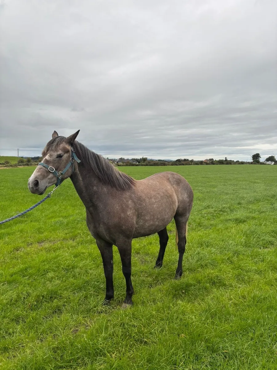 6 yr old sport horse - Image 1