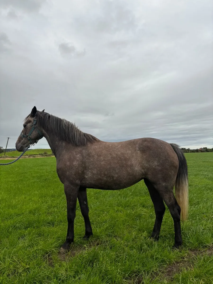 6 yr old sport horse - Image 2