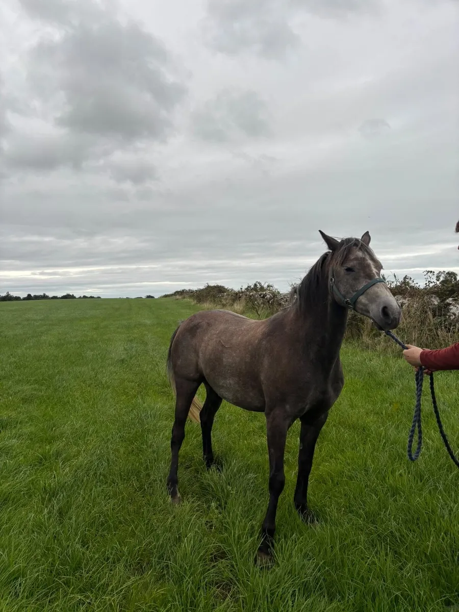 6 yr old sport horse - Image 3
