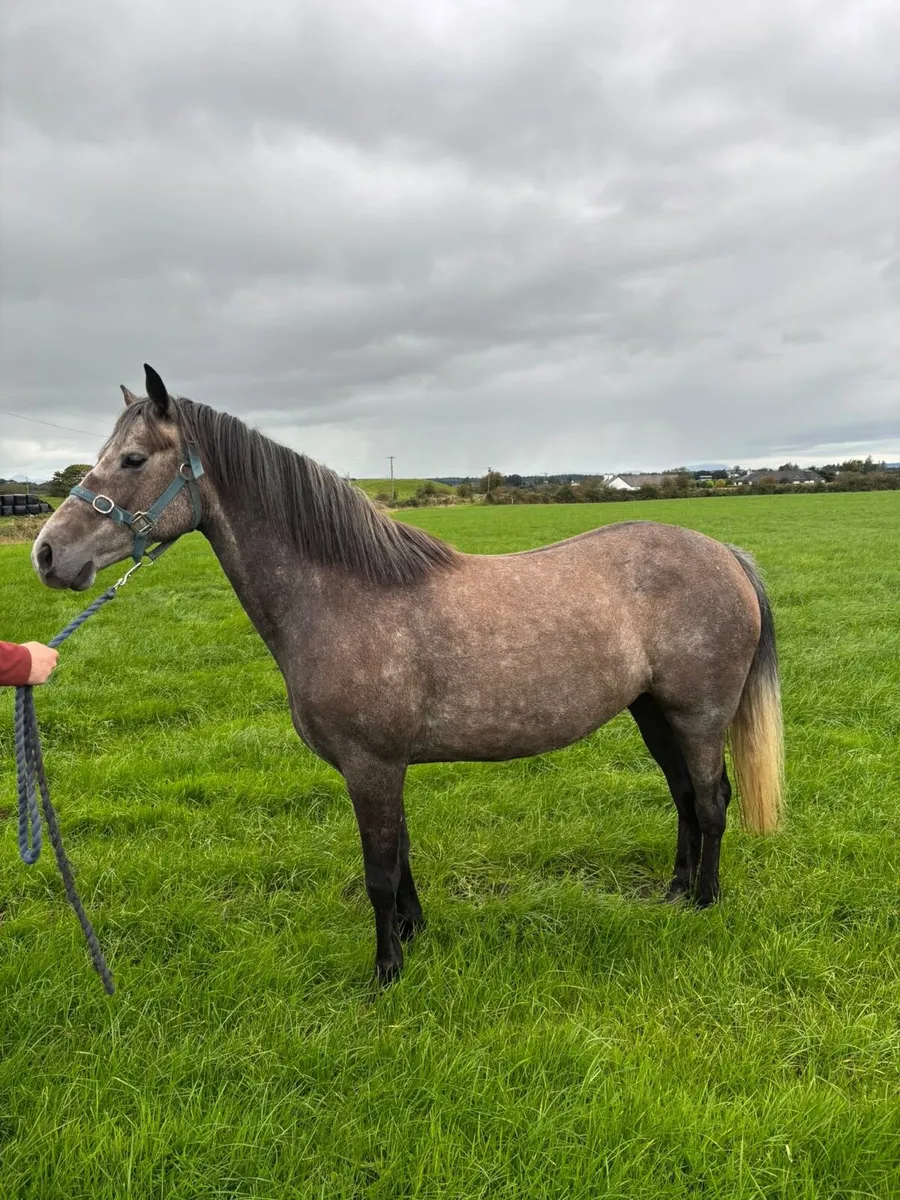 6 yr old sport horse - Image 4