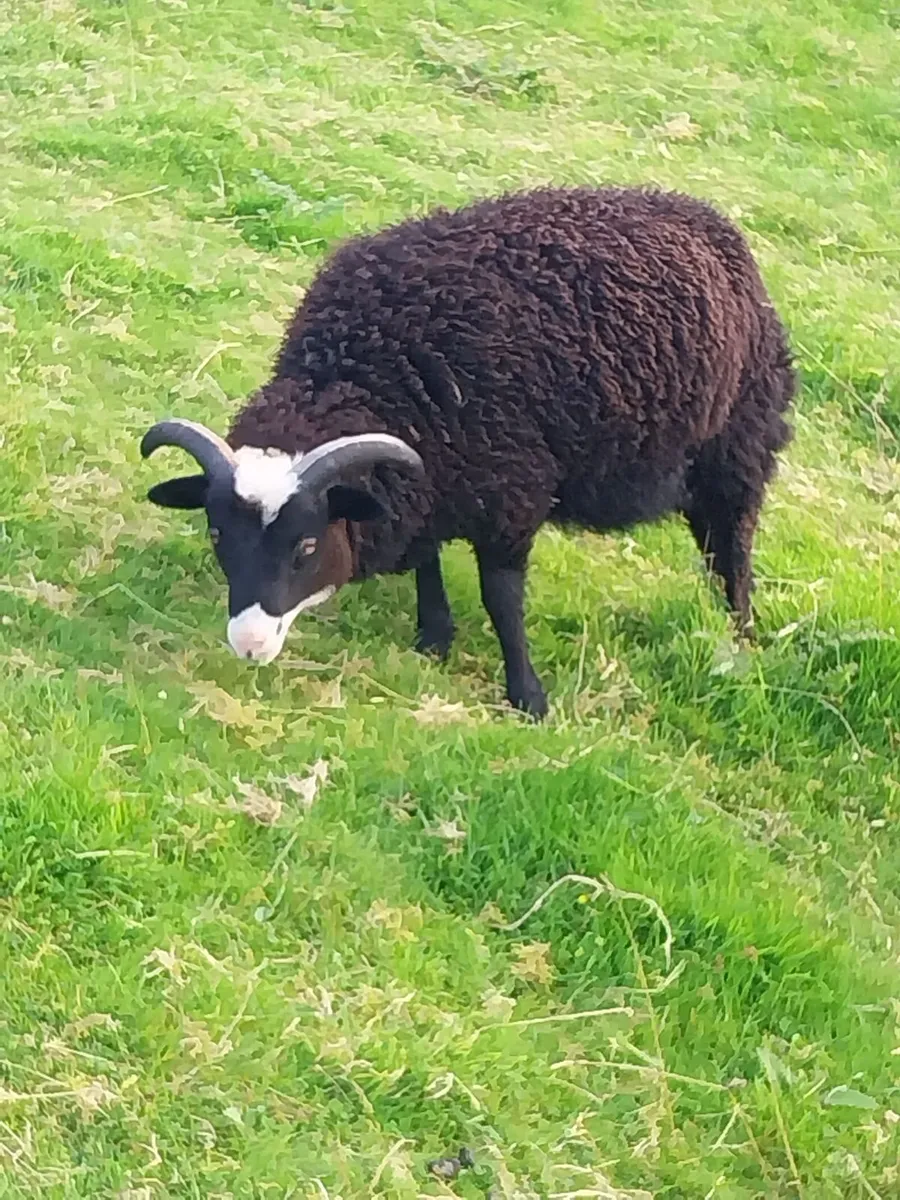 Shetlands - Image 2