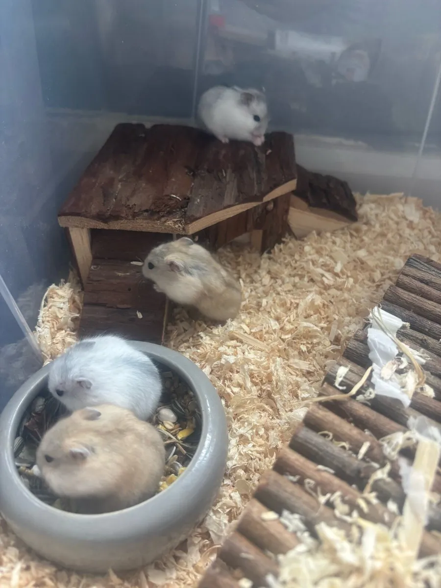 Baby hamsters - Image 1