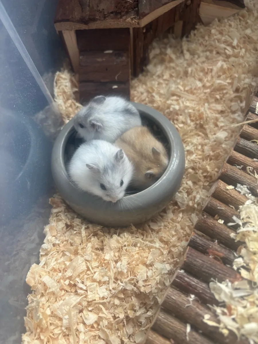 Baby hamsters - Image 2