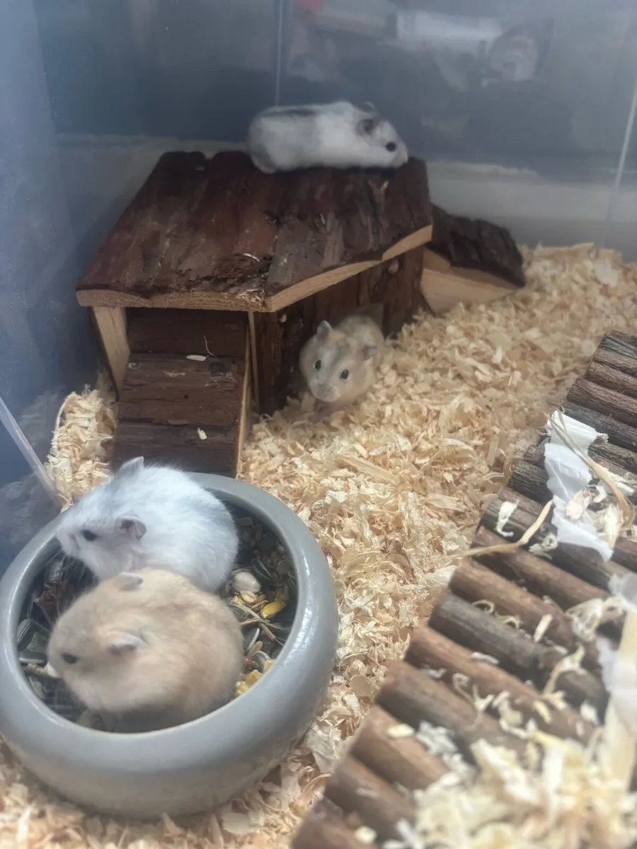 Baby hamsters - Image 3