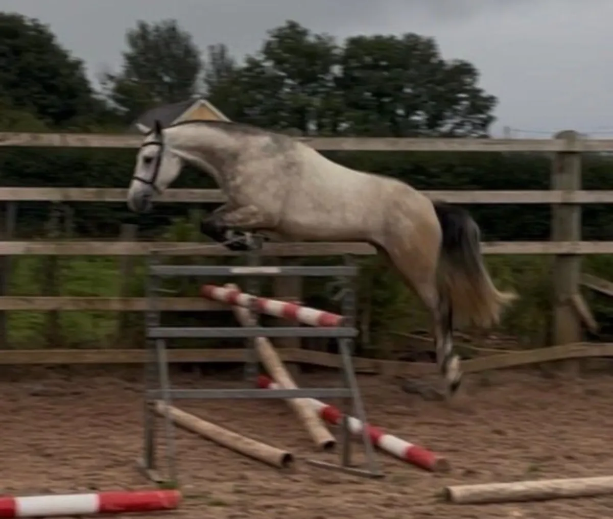 A Full Connemara pony - Image 3