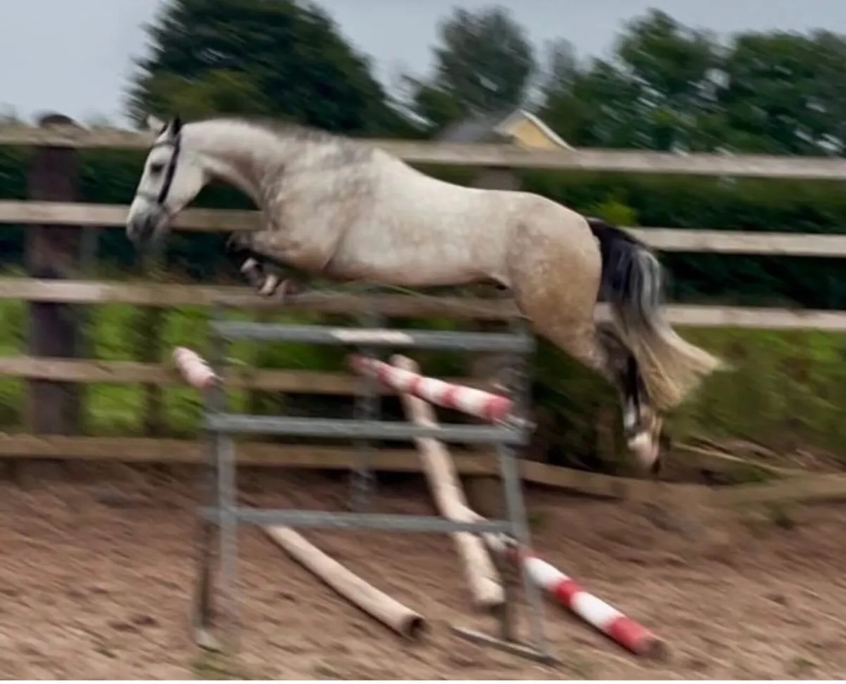 A Full Connemara pony - Image 4