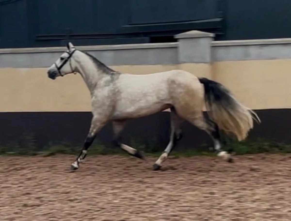 A Full Connemara pony - Image 2
