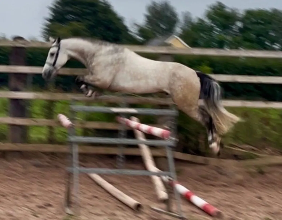 A Full Connemara pony - Image 1