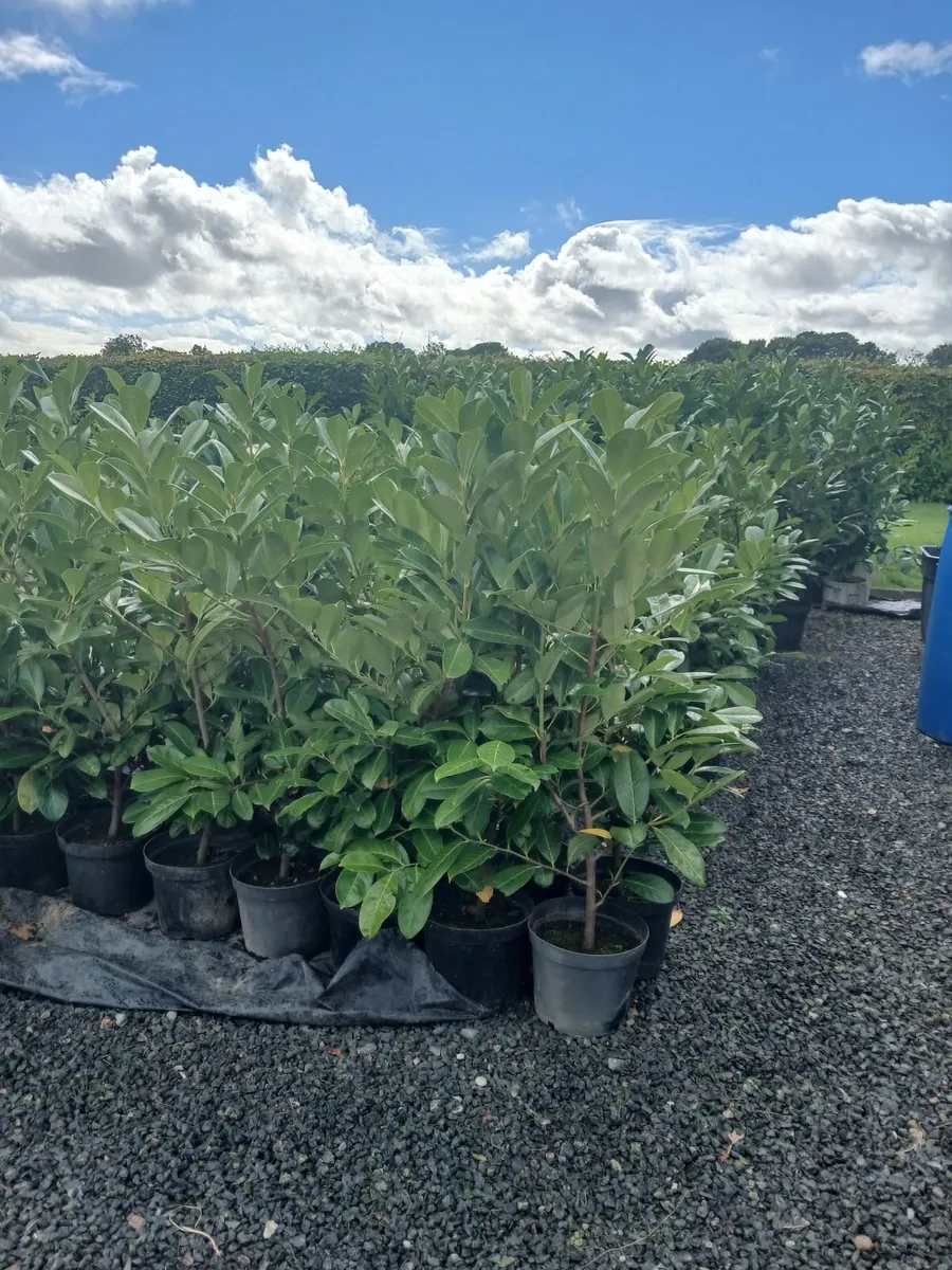 Laurel Hedging - Image 1