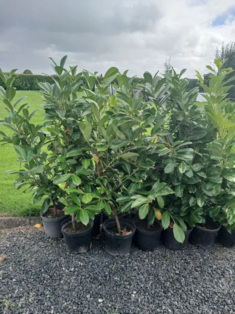 Laurel Hedging - Image 2