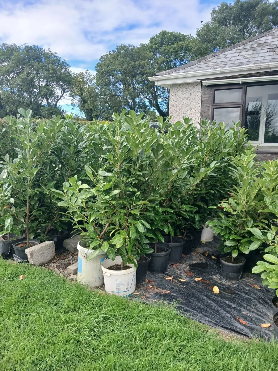 Laurel Hedging - Image 3