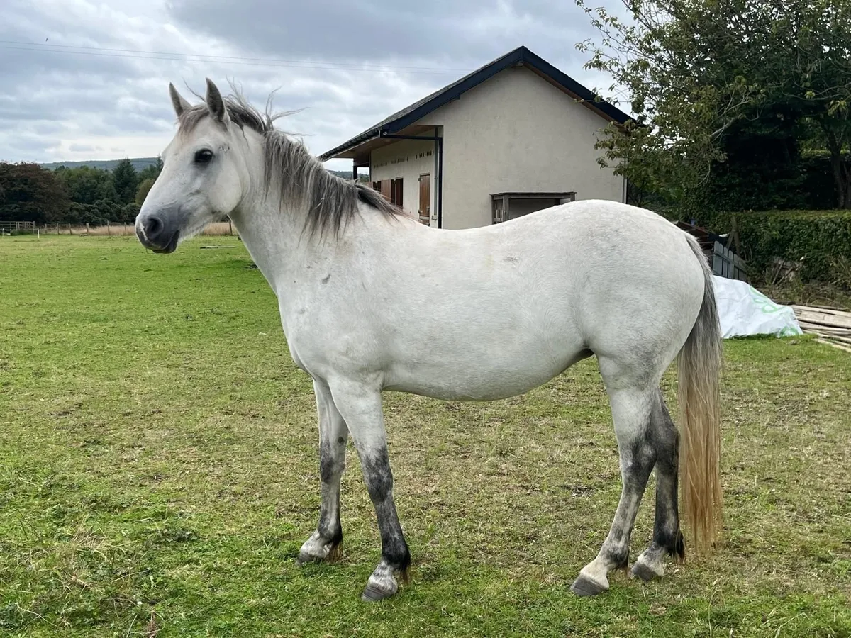 CONNEMARA  CL1 Pumpkin Pondi 5yr old  filly N/N - Image 1