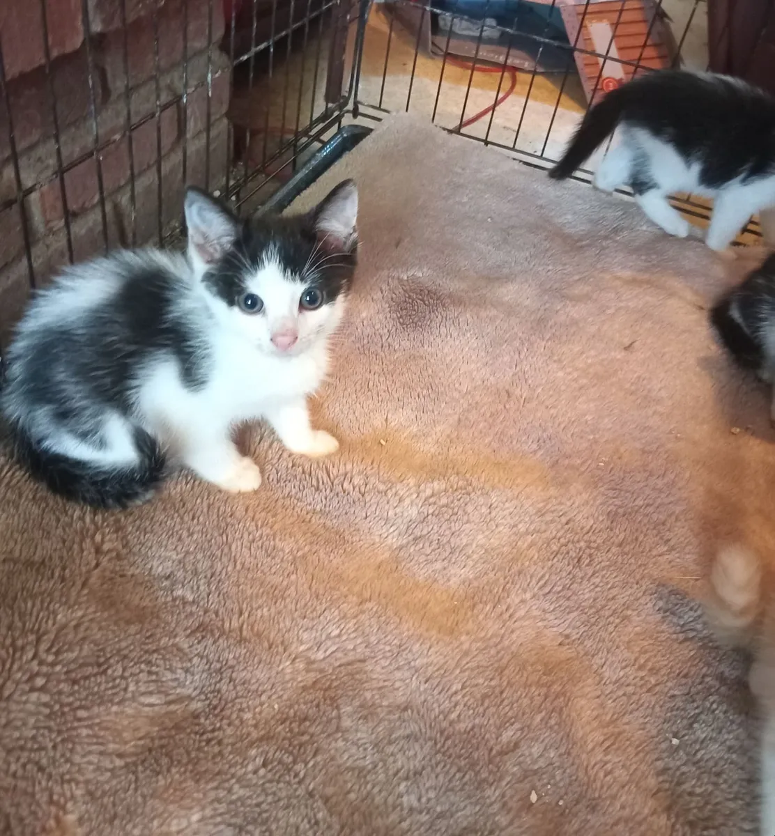 Kittens - Image 2